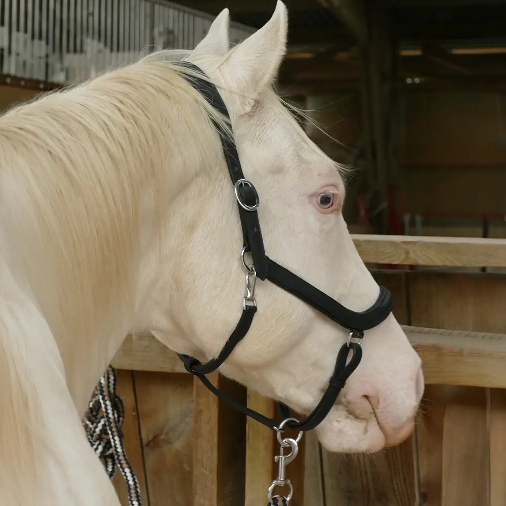Licol en cuir noir Cheval liberté