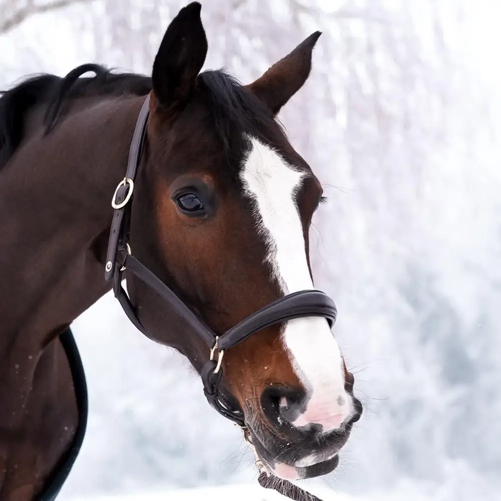 Licol en cuir marron Cheval liberté