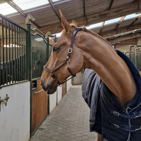 Licol en cuir noir Cheval liberté